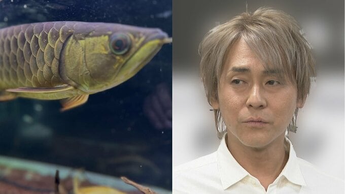 【 ヒロシ 】愛魚アロワナの餌が「わしの食費を超えとるわ」　 “生き餌のみ” の贅沢さにフォロワー反応「豪華な定食が食べれる」|TBS NEWS DIG