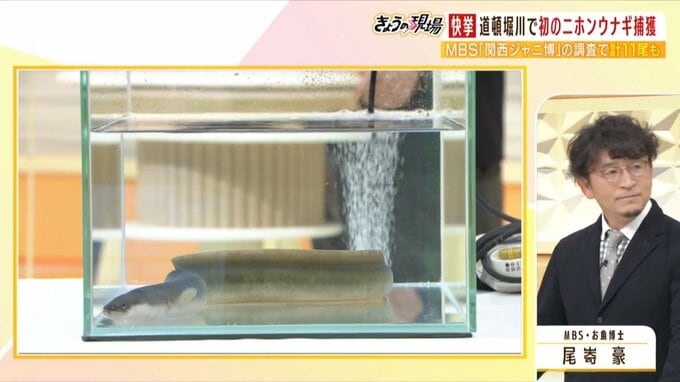 「大都会の真ん中でとったどー！」史上初！絶滅危惧種「ニホンウナギ」を道頓堀川で捕獲"MBSお魚博士"「人工の川に住みついていたことが大発見」|TBS NEWS DIG