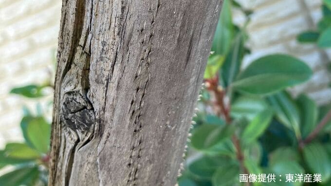 木の表面に並ぶ小さな切れ込みから続々と幼虫！？「夏の風物詩」のあのムシ　梅雨のころ土の中へ【後編】|TBS NEWS DIG