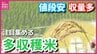 「安くてうまくて儲かる」コメ不足で注目される“多収穫米”　魅力はコシヒカリより10アール約300kg多い収穫量　食味も良く増産目指す 農家も「秋の収穫が楽しみ」　|　RCC NEWS | 広島ニュース | RCC中国放送