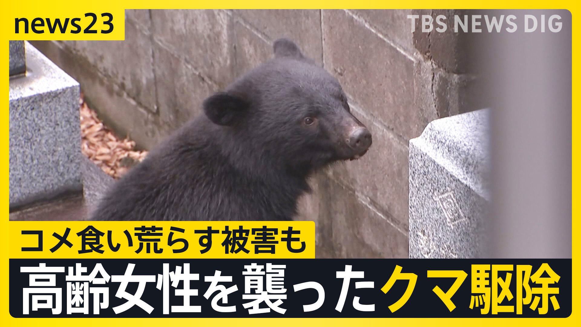 81歳女性襲ったクマ駆除か 今年4～6月で1500件以上…岩手で相次ぐクマ