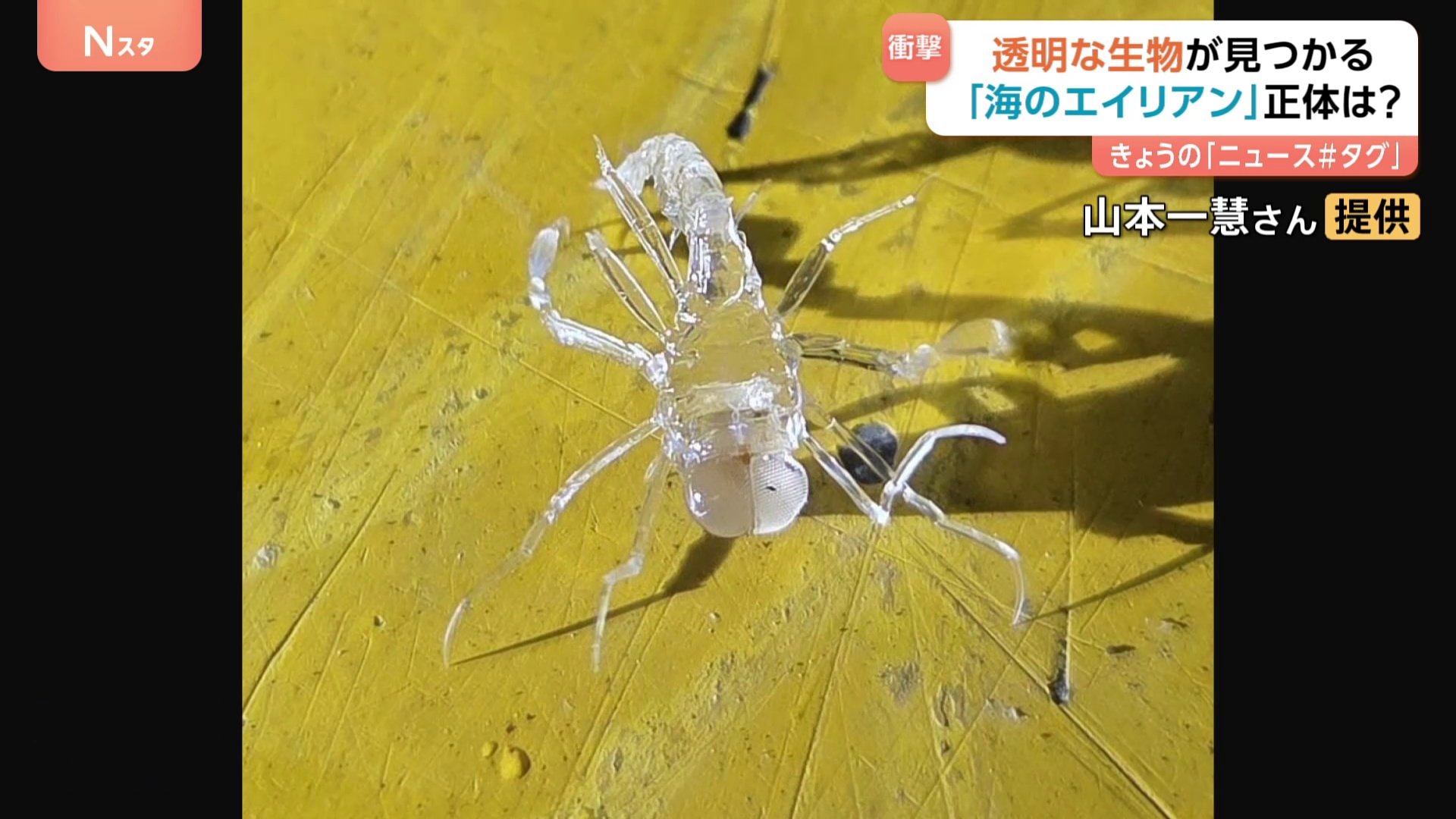 謎の物体生物 img_65db20911106ff437fb71dcc76