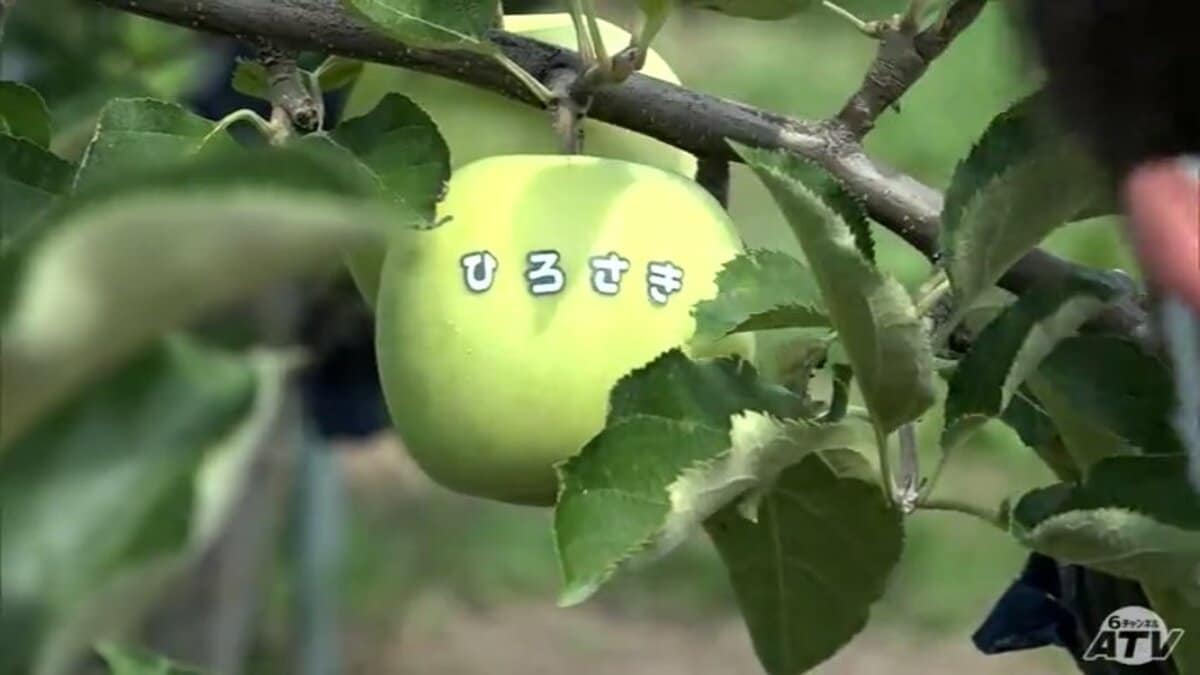 img_650c6f9441f69e9f2e09084c3a