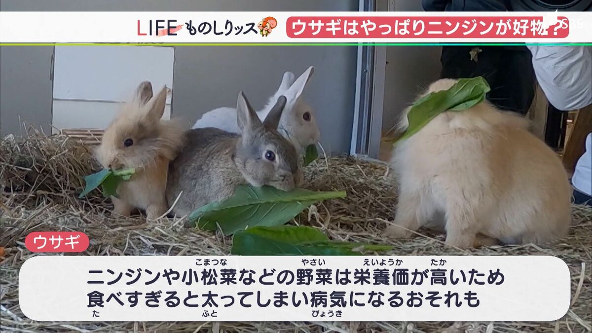 img_65b630d80d37c6163c901dd60d