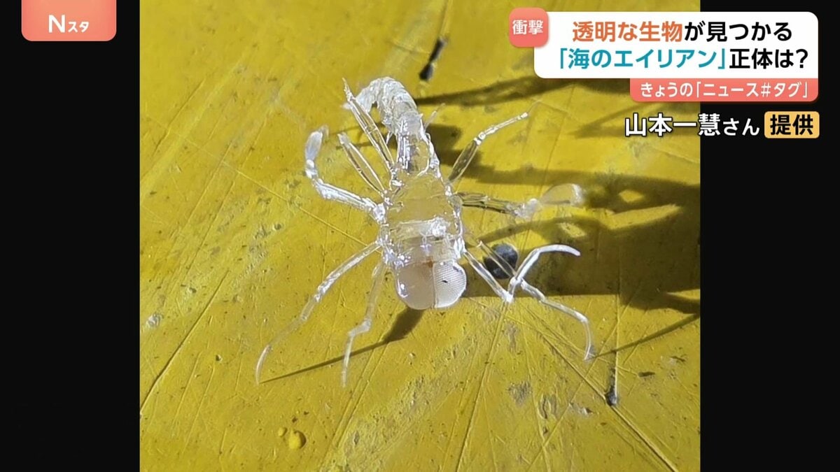 まるでガラス細工！？謎の透明生物がSNSで話題！異名は“海のエイリアン
