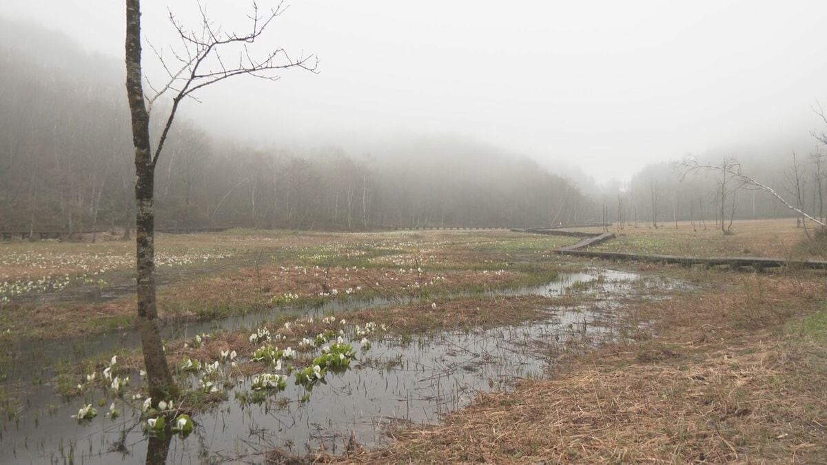 岐阜･飛騨市の人気スポット｢池ケ原湿原｣ 行楽シーズンを前に安全祈願祭 ミズバショウ間もなく見頃に