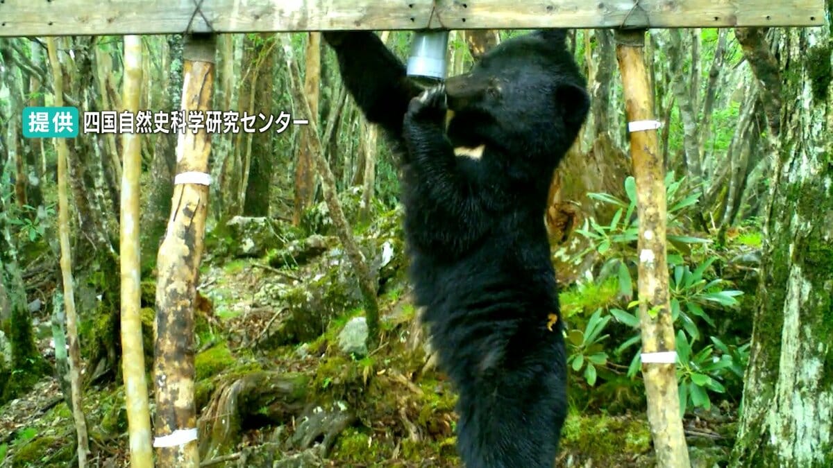 四国にクマは？一部の山に20～30頭ほどが生息か　本州と違い「絶滅の危機」に瀕するツキノワグマ　四国では「保全活動」も