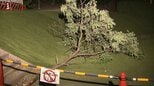 長さ4.5メートルの枝が落下…直撃した子どもら3人重軽傷 強風で折れたか 去年秋に異常確認されず 京都・宇治市|TBS NEWS DIG