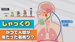“しゃっくり” は人間がかつて魚だった名残り？「横隔膜のけいれん」は間違いだった　見過ごせない重い病気のサインにも 　|　富山のニュース｜天気・防災｜チューリップテレビ