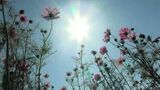 岡山市は11月に44年ぶりの夏日 異例の暑さで岡山・香川は多くの地点で11月の最高気温を更新 |TBS NEWS DIG