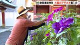 直径20センチ超アサガオの花　愛好家が丹精込めた250点の「大輪朝顔」が暑い夏の朝を彩る＝静岡・静岡市|TBS NEWS DIG