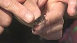 「海で遊んで海を好きになってもらおうと」園児たちが磯遊び 豊かな海で命の大切さを学ぶ 地元のネイチャーガイドが講師に=静岡・南伊豆町|TBS NEWS DIG