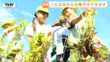 お菓子ってどうやってできるの?素材になる落花生を園児が収穫!なかなか抜けないときは…おともだちと協力!(山形・上山市)|TBS NEWS DIG