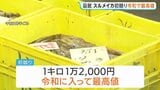 水揚げ量は去年の3分の1も…スルメイカ初競り1キロ1万2000円、令和で最高値に 北海道・函館|TBS NEWS DIG