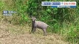 『顔はオオカミ 身体はツルツル』ヘンテコ動物の正体は…人間のせい？　熊本・秋津川　|　熊本のニュース｜RKK NEWS｜RKK熊本放送