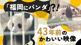 「福岡のパンダ」に大興奮！　大人気で迷子も続出…４３年前の出来事です　|　福岡のニュース｜RKB NEWS｜RKB毎日放送