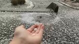 【動画で見る】激しい雷雨に雹(ひょう)も…大気の状態が非常に不安定 午後もあちこちで 広島県に「竜巻注意情報」も発表|TBS NEWS DIG