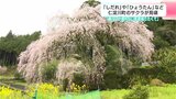 「しだれ」や「ひょうたん」など 高知県仁淀川町のサクラが見頃「春にしか撮れない写真撮りたくて」 | 高知のニュース・天気|KUTV NEWS | KUTVテレビ高知