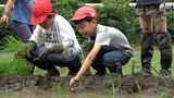 地元発祥のコメ“愛国”の田植え「自然の豊かさや食に興味をもち大切にする心を」南伊豆町の小学生が挑戦=静岡|TBS NEWS DIG