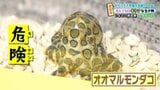 「成長しても小さなサイズで可愛いって言って、持って噛まれる事故が起こる」猛毒タコで死に至る例も… いよてつ高島屋 おもしろ不思議水族館2025 愛媛 | 愛媛のニュース - Nスタえひめ|あいテレビは6チャンネル