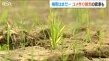 梅雨はまだか…「イネを植えた直後は水が一番大事」田植え諦める農家も 新潟県上越市 | 新潟のニュース・天気|BSN NEWS|BSN新潟放送