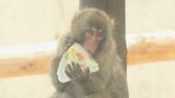 大きな氷をガリガリと…サルもクマも冷たい果物に夢中　この夏 動物園の暑さ対策　愛知・豊橋市|TBS NEWS DIG