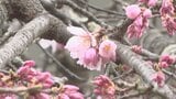 平泉町がサクラの開花を宣言 庁舎南側にある樹齢160年のエドヒガンザクラ咲く 岩手|TBS NEWS DIG