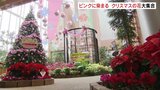 今年はスイートピンク!クリスマスの花展示 黄色やネズミの耳のような葉のポインセチアも 砺波・富山|TBS NEWS DIG