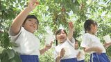 福島市で7日連続真夏日に…園児がサクランボ狩り楽しむ「みんなと食べてうれしかった」 | 福島のニュース│TUF