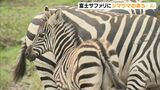 富士サファリパークでシマウマの赤ちゃんが誕生 かわいらしい姿が人気を集める(静岡県)|TBS NEWS DIG
