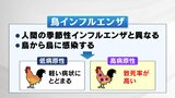 【解説】鳥インフルエンザとは?国内では人への感染事例なし、国外では死者も 死んだ鳥触らないで | 福島のニュース│TUF