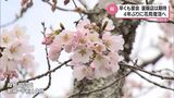 4年ぶりに迎える「制限のない」花見シーズン 気分も経済も盛り上がる?|TBS NEWS DIG