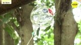 暑さ忘れさせる爽やかな音色　来月1日から「風鈴まつり」　広島・三次市の鷺神社　|　RCC NEWS | 広島ニュース | RCC中国放送