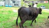 「元気に赤ちゃんを産んで また来年も会えれば」夏場を山で過ごした牛たちの『下牧』始まる 新潟・佐渡市|TBS NEWS DIG