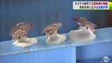 猛暑で大量死した陸奥湾のホタテ被害について「災害条例」を発動　経営に支障の関連事業者に運転・設備資金として1億円を限度とした融資を実施　|　青森のニュース│ATV NEWS│青森テレビ