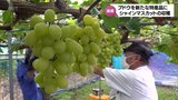 新たな特産化を目指して 串間市でシャインマスカットなどブドウの収穫ピーク|TBS NEWS DIG