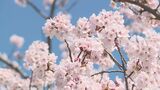 新潟市の桜“満開”に 新潟地方気象台が発表 平年より2日早く | 新潟のニュース・天気|BSN NEWS|BSN新潟放送