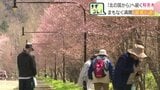 ドラマ「北の国から」から45年…麓郷街道の桜はまもなく満開！撮影当時の出演者やスタッフが植えた並木を美しく…ボランティアによるごみ拾い続く|TBS NEWS DIG