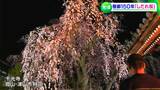 「時間帯が違うと表情が変わる」千光寺のシダレザクラ見頃【岡山・津山市】|TBS NEWS DIG