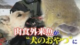 肉食外来魚ブラウントラウト どうする?大量繁殖に苦悩する岐阜・飛騨市の漁協 北海道から“救いの手”も・・・ | 名古屋・愛知・岐阜・三重のニュース【CBC news】 | CBC web