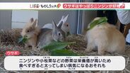 今年の干支“ウサギ”は本当にニンジンが好きなの？【ものしリッス】　|　静岡のニュース | SBSNEWS | 静岡放送