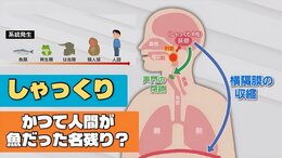 “しゃっくり” は人間がかつて魚だった名残り?「横隔膜のけいれん」は間違いだった 見過ごせない重い病気のサインにも |TBS NEWS DIG