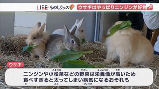 今年の干支“ウサギ”は本当にニンジンが好きなの？【ものしリッス】　|　静岡のニュース | SBSNEWS | 静岡放送
