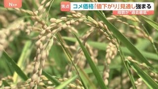コメ価格“値下がりするとの見方”さらに強まる　新米価格の下落見通しも影響か　小売価格が値下がりしていくのかが焦点| TBS CROSS DIG with Bloomberg