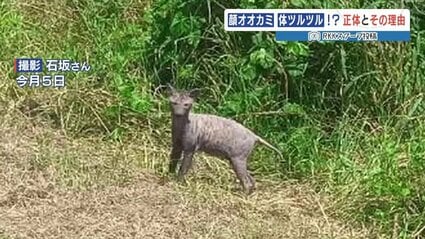 顔はオオカミ 身体はツルツル』ヘンテコ動物の正体は…人間のせい