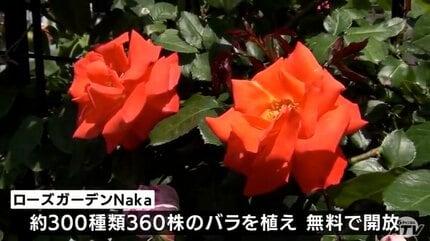 個人宅の庭で鮮やかに咲くバラ「ローズガーデンNaka」 青森県おいらせ