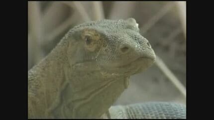 世界最大のトカゲ「コモドドラゴン」がやってくる！ 展示が実現すれば