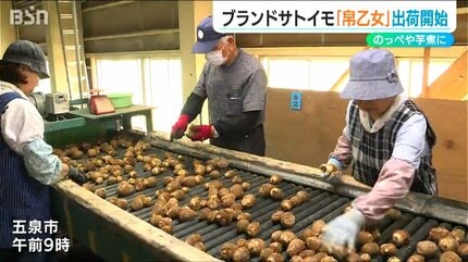 のっぺ、芋煮、おでんにもおすすめ」ブランド里芋「帛乙女」出荷始まる