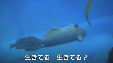 まさかのメタボ魚？SNSで1000万回以上の表示…ただいまダイエット中