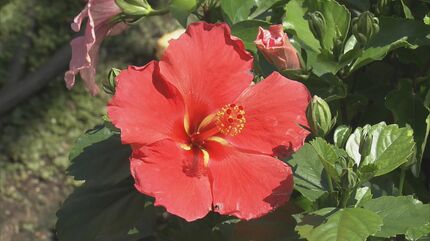 南国の花」ハイビスカス出荷最盛期 | 名古屋・愛知・岐阜・三重の